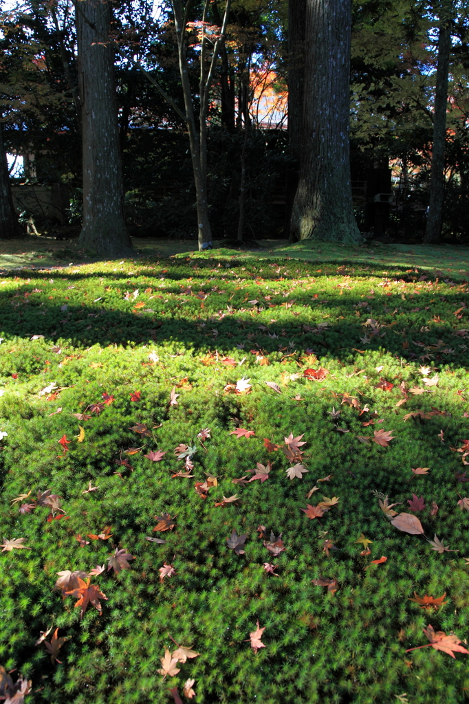 芝生に寝そべる星