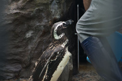 ぺんぎんとおじさん