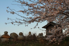 地蔵桜