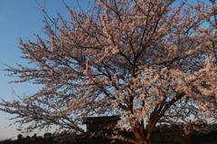 地蔵桜（２）