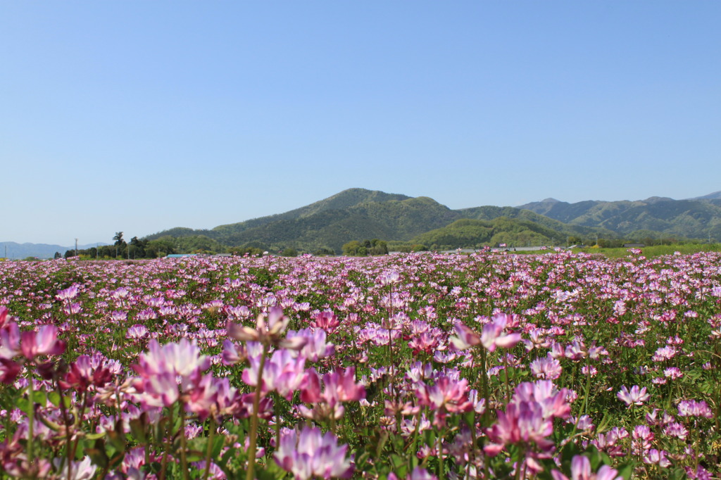 レンゲ畑と小谷山