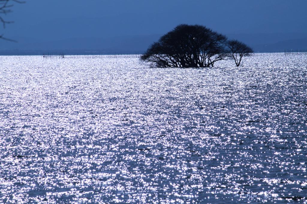 琵琶に浮かぶ木