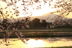 朝日の田桜