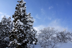雪化粧