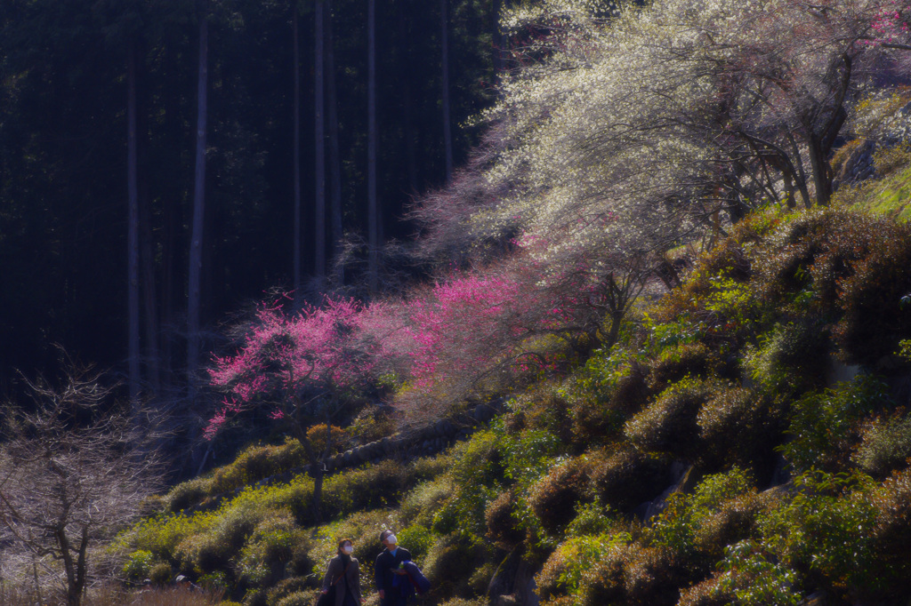 春に包まれて