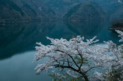 奥多摩湖の春