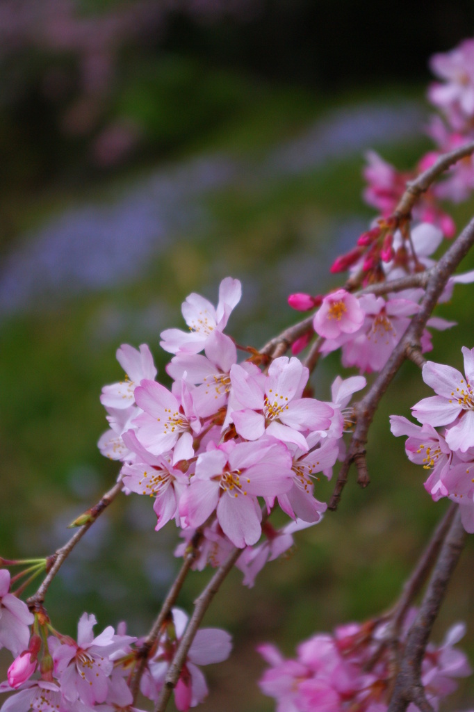 梅岩寺　しだれ