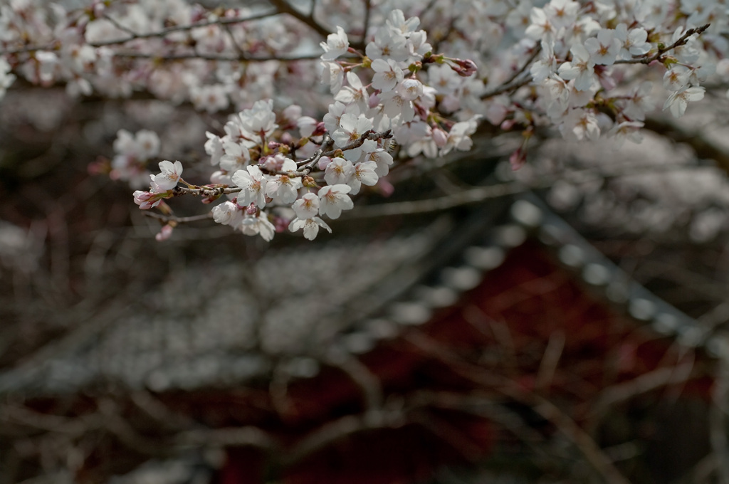 Trad Japan