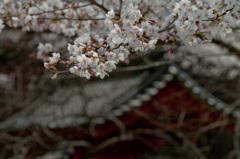 Trad Japan