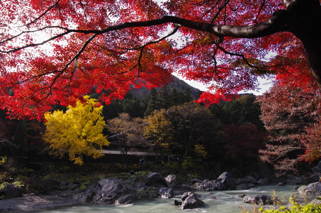 それぞれの紅葉