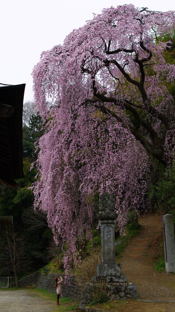 大きな桜の樹の下で♪♫