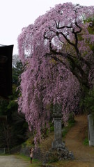 大きな桜の樹の下で♪♫
