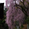 大きな桜の樹の下で♪♫