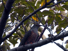 Qで野鳥　ツツドリ