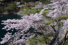 奥多摩湖の春