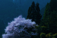 深山春静