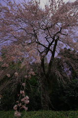 桜ハジケル