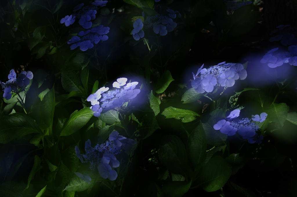 紫陽花遊び　その三