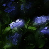 紫陽花遊び　その三