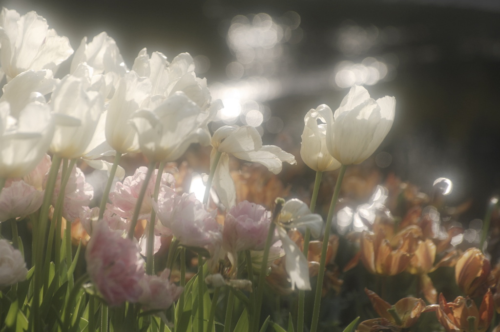 鎮魂花