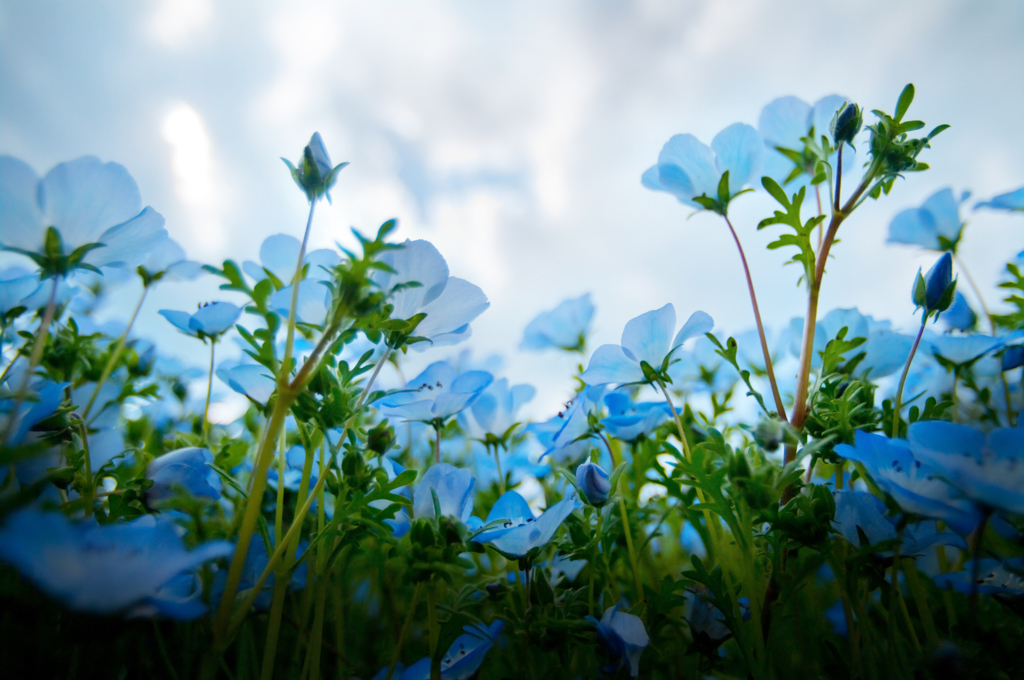 Blue