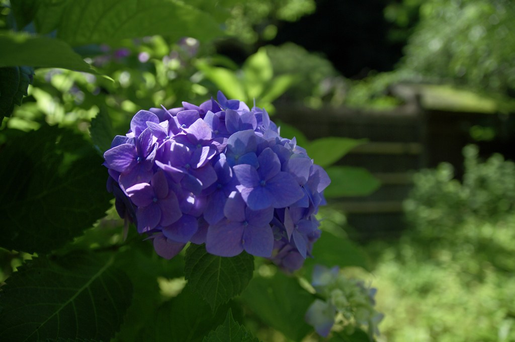 東慶寺の紫陽花