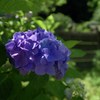 東慶寺の紫陽花