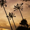アフリカンリリーの夕暮れ
