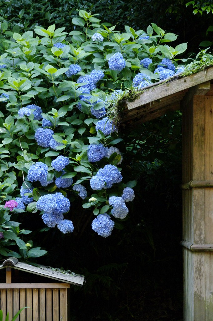 明月院の紫陽花