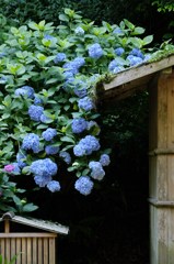 明月院の紫陽花