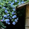 明月院の紫陽花