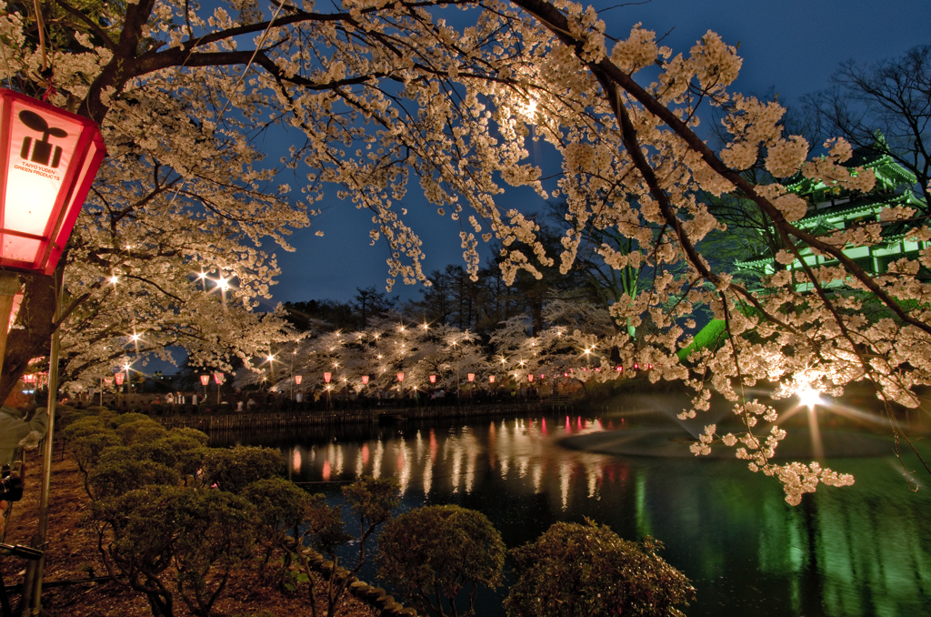 夜桜
