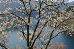 山桜と奥多摩湖