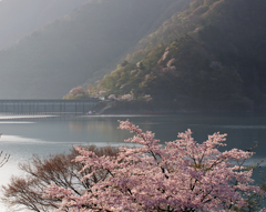 桜と朝の小河内ダム