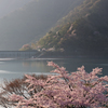 桜と朝の小河内ダム