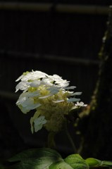 東慶寺の精華