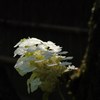 東慶寺の精華