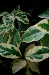 IMGP0675
