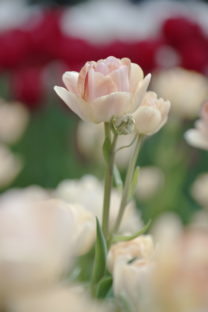 花は咲く