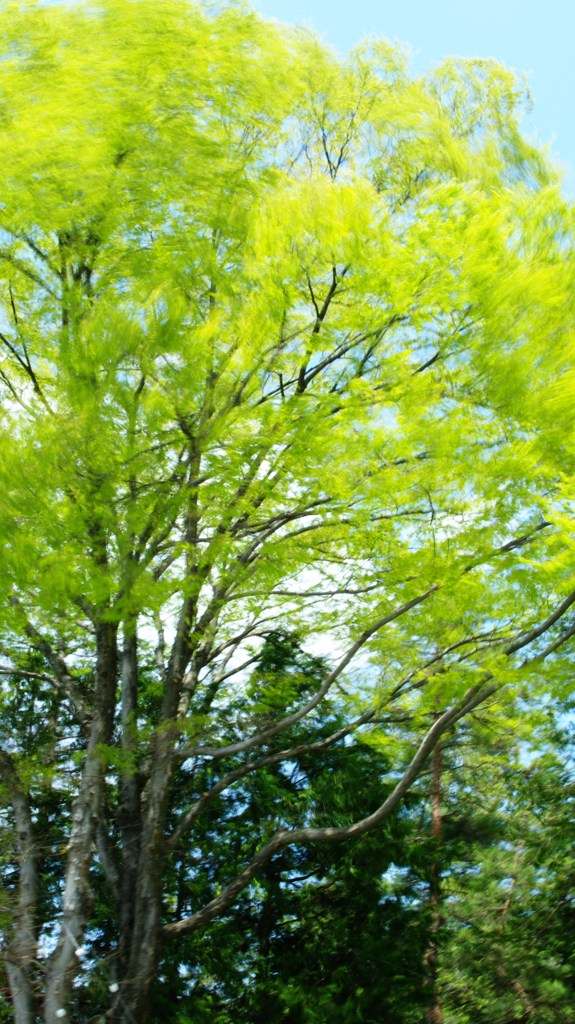 風を撮ってみた