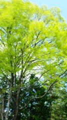 風を撮ってみた
