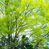 風を撮ってみた
