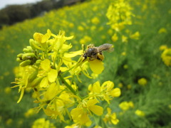 ミツバチと菜の花