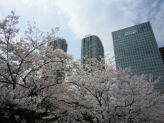 桜とビル