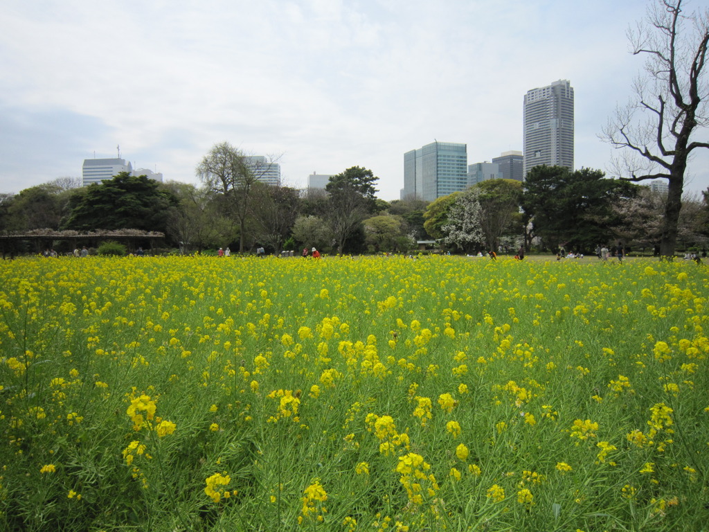 菜の花畑