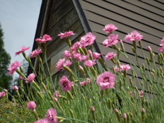 花と消火栓小屋