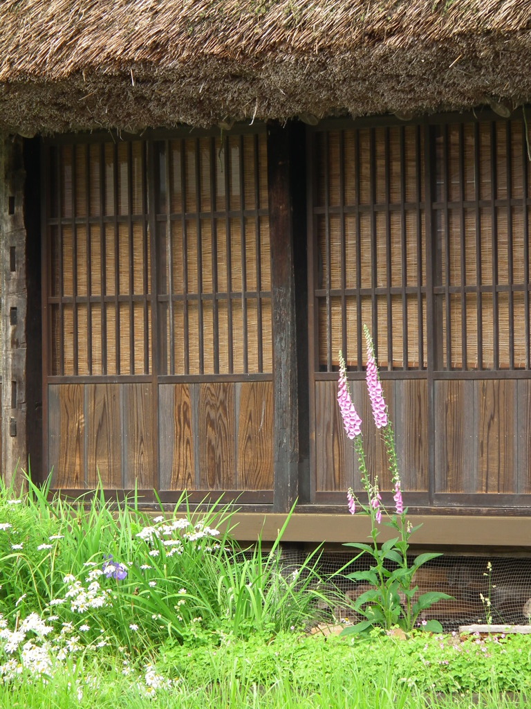 縁側の捩花