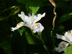 DSCF0119