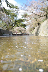 桜流し