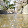 桜流し